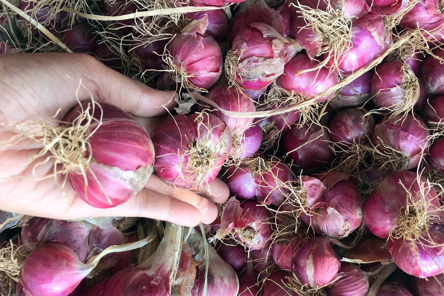 หอมแดง หอมมัด Dried Shallot Bundle Shallot